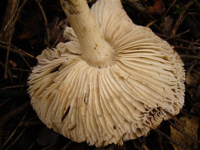 Dubbio Tricholoma